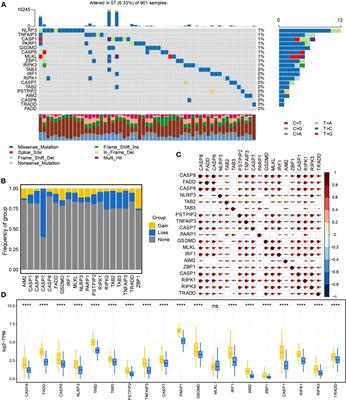 GPX8 regulates pan-apoptosis in gliomas to promote microglial migration and mediate immunotherapy responses